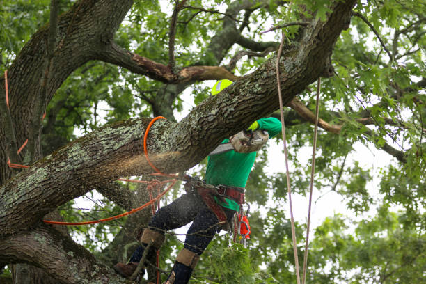 Best Tree Removal  in Morenci, AZ